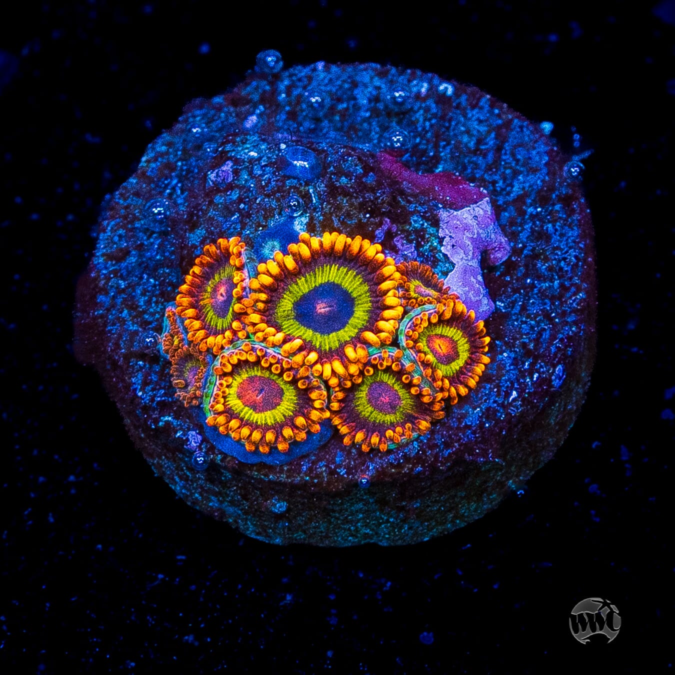 Fruit Loopz Zoanthids