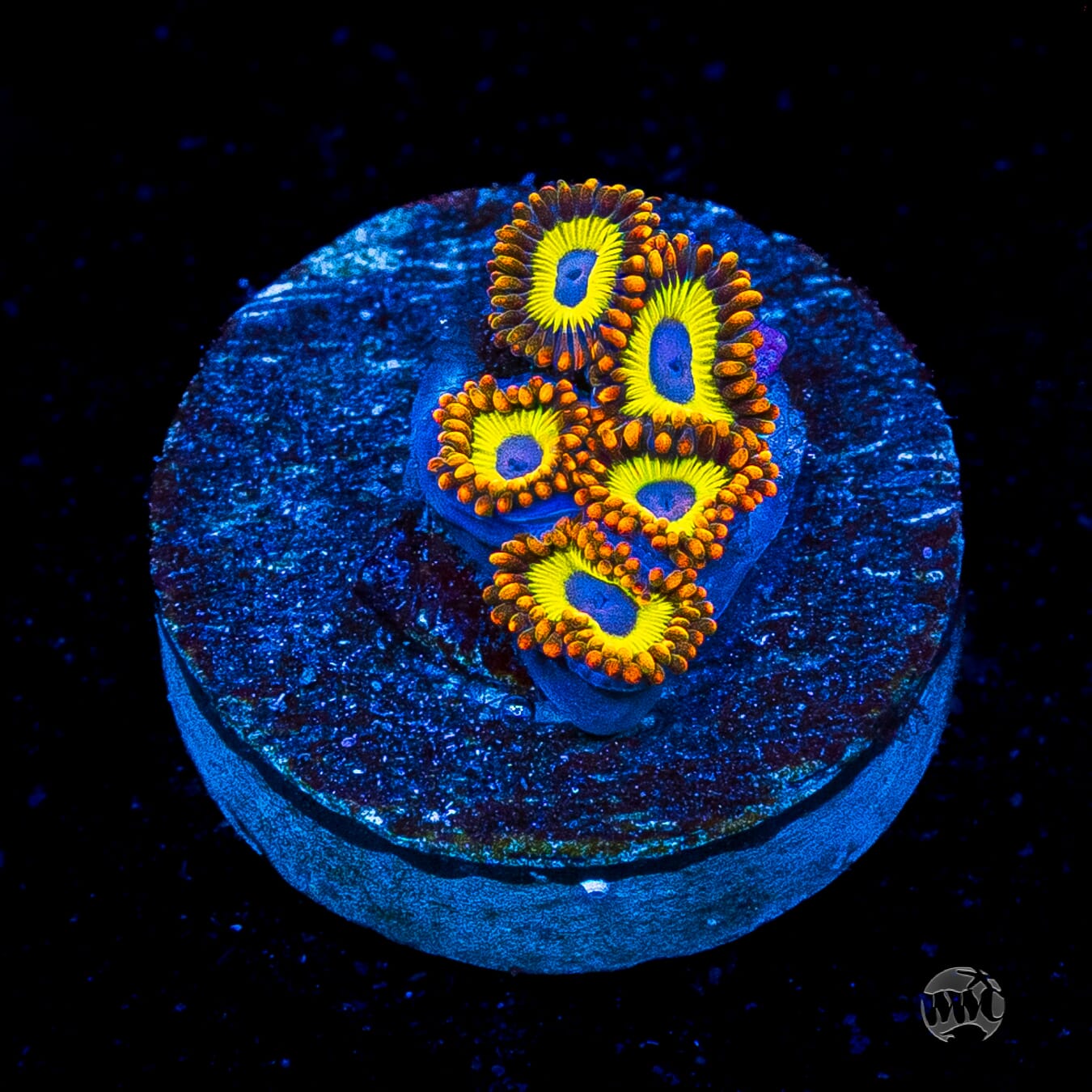 Fruit Loopz Zoanthids