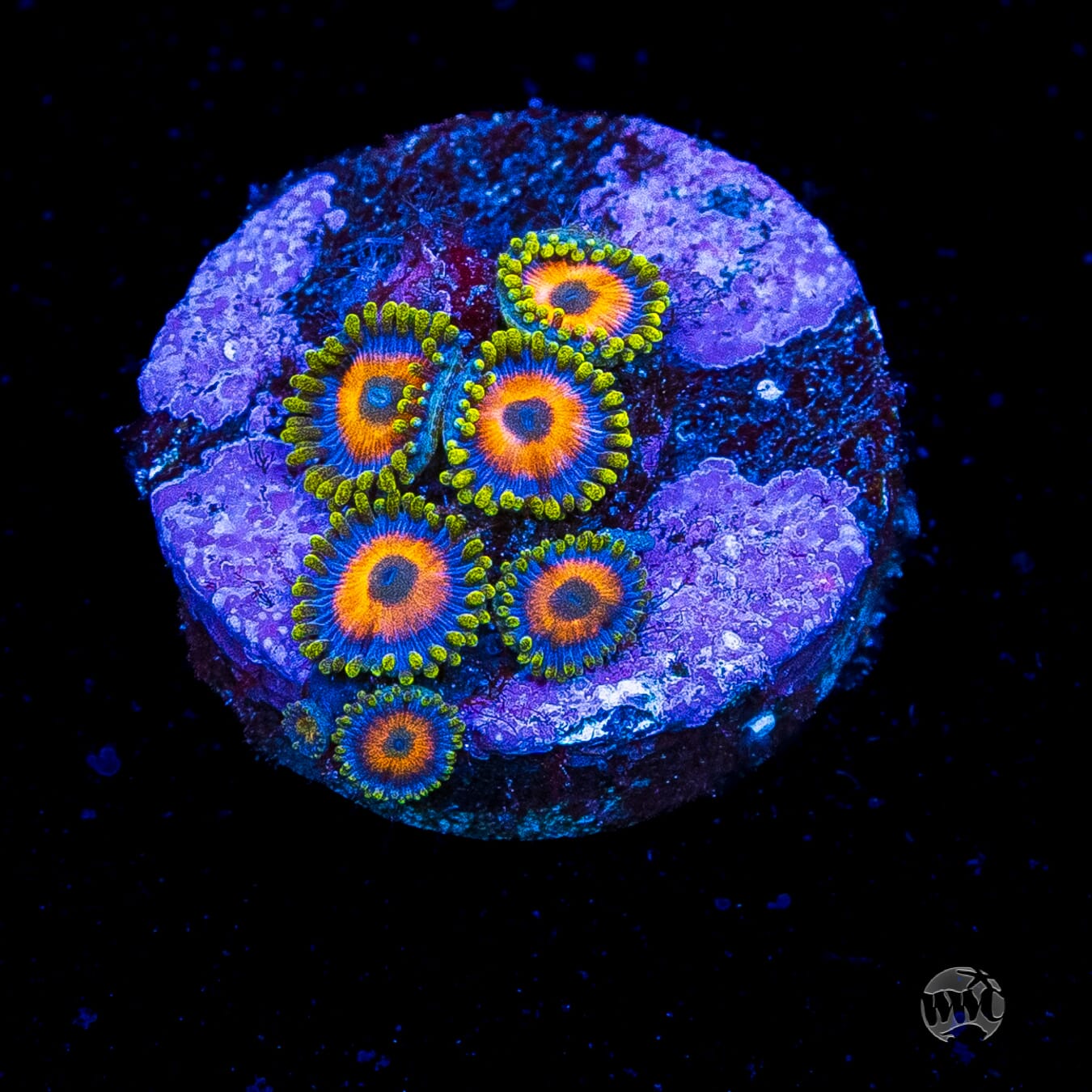 Jungle Juice Zoanthids