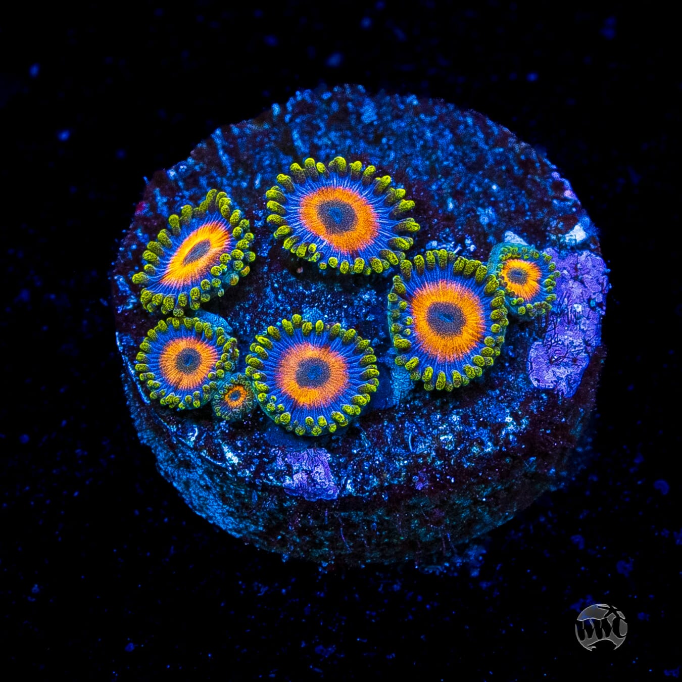 Jungle Juice Zoanthids