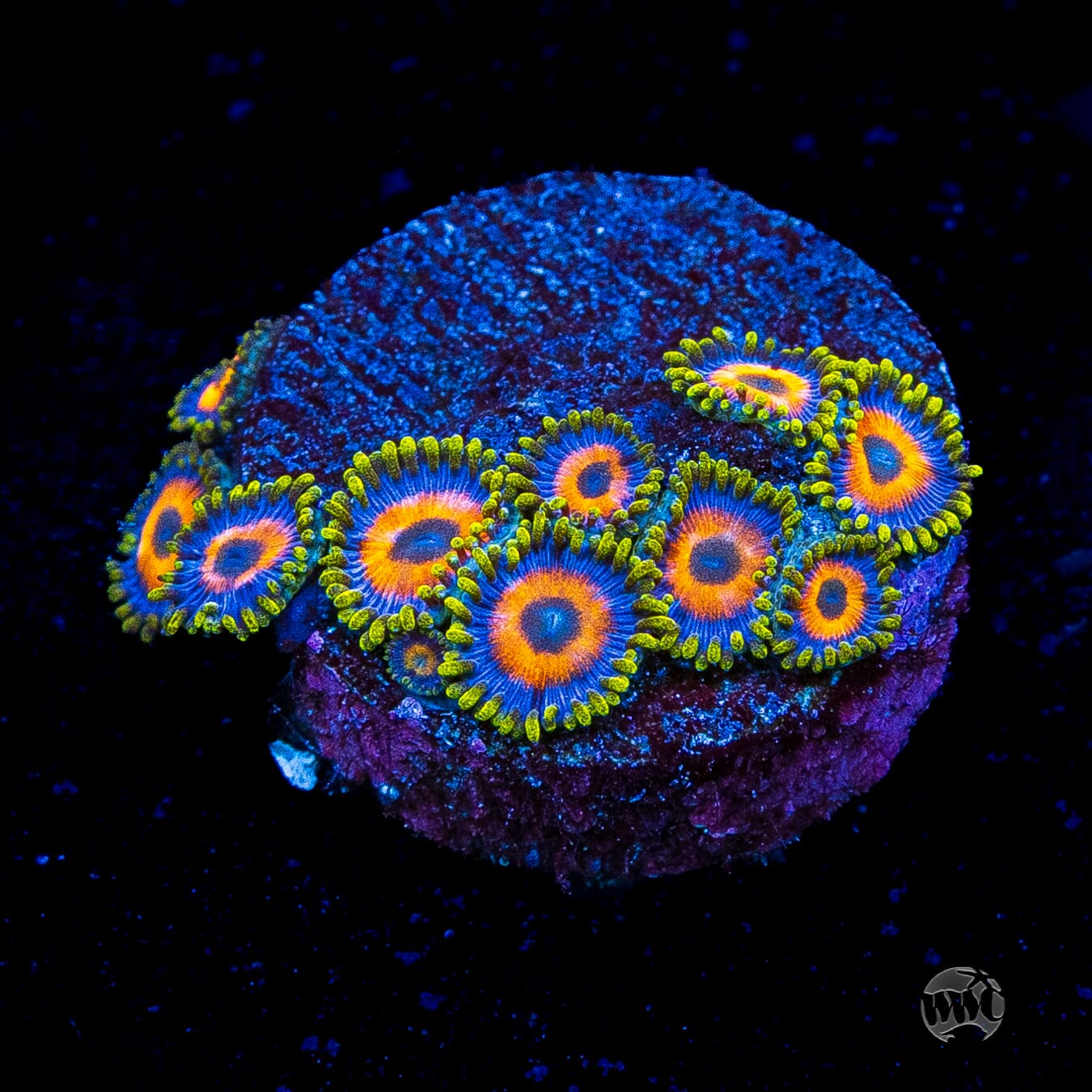 Jungle Juice Zoanthids