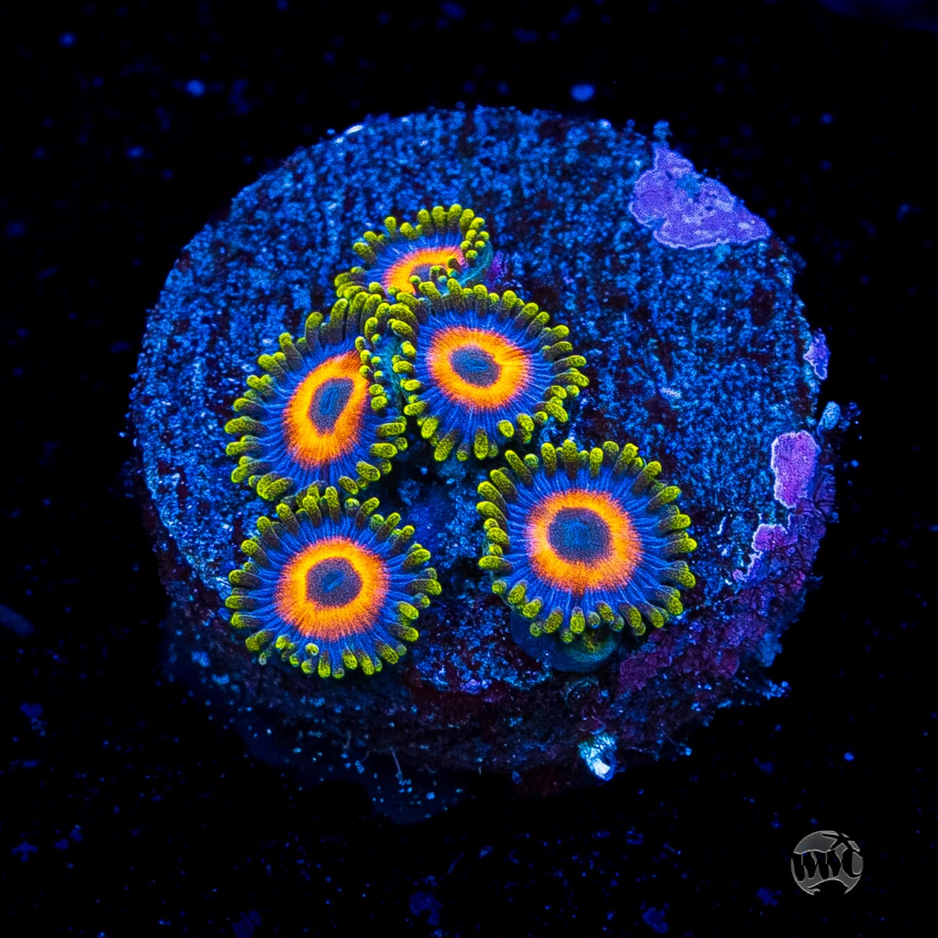 Jungle Juice Zoanthids