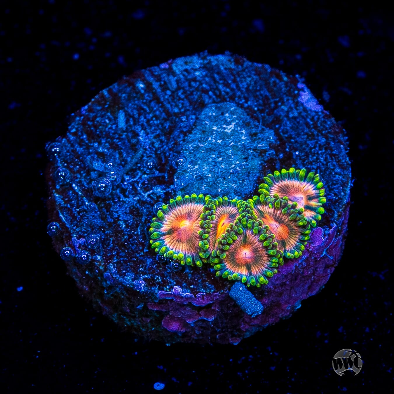 Pinwheel Zoanthids