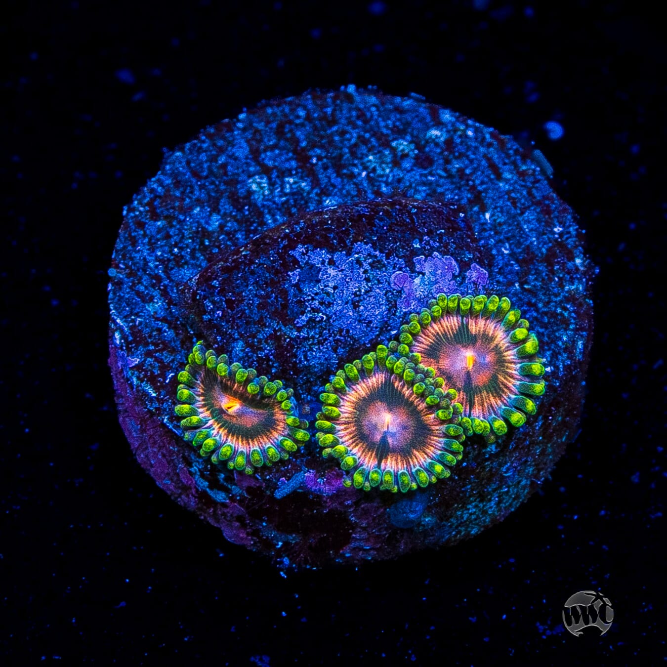 Pinwheel Zoanthids