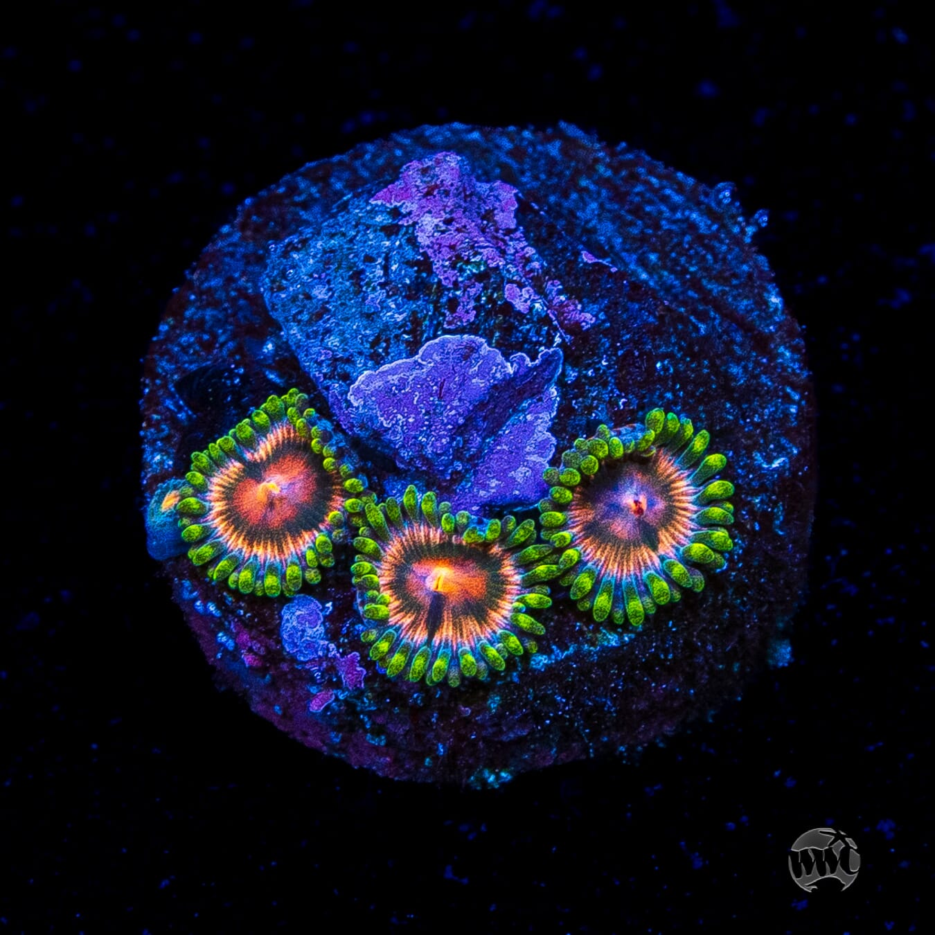 Pinwheel Zoanthids