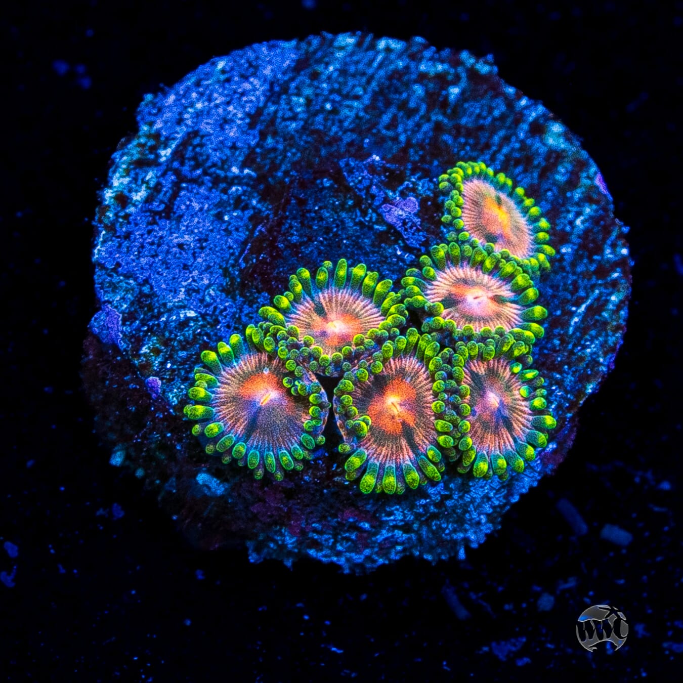 Pinwheel Zoanthids