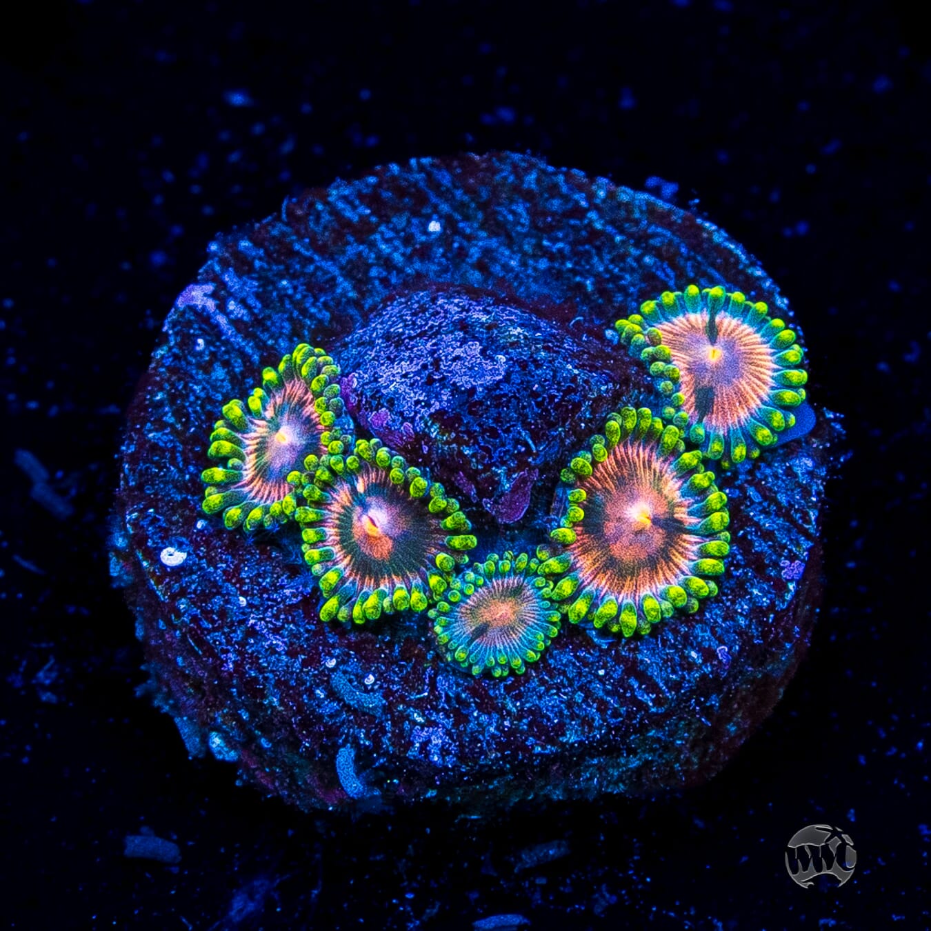 Pinwheel Zoanthids