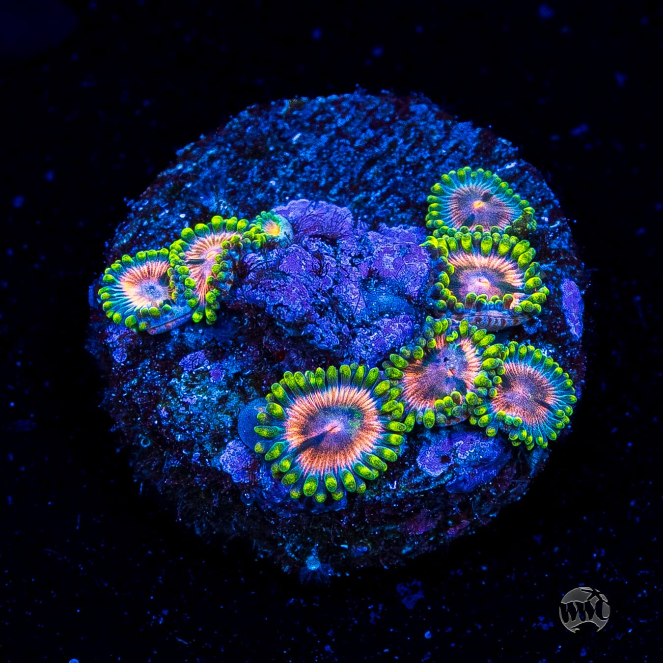 Pinwheel Zoanthids