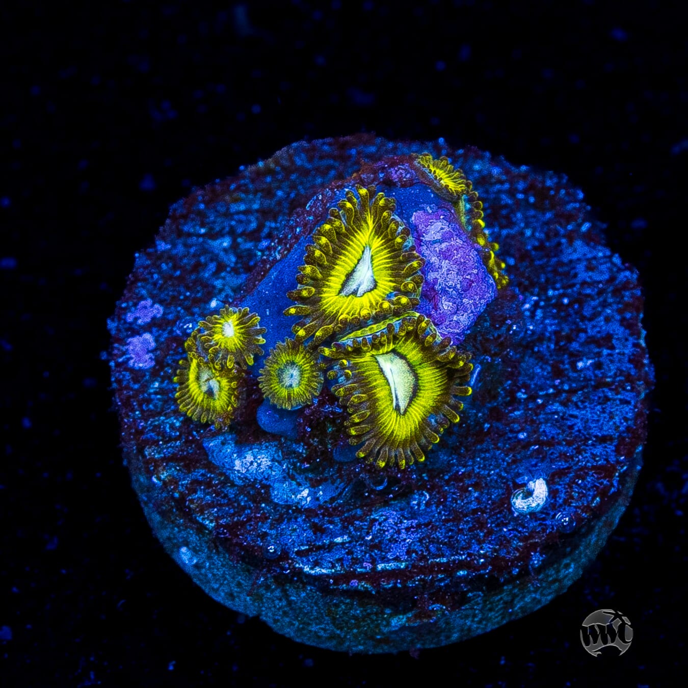 Pikachuz Zoanthids