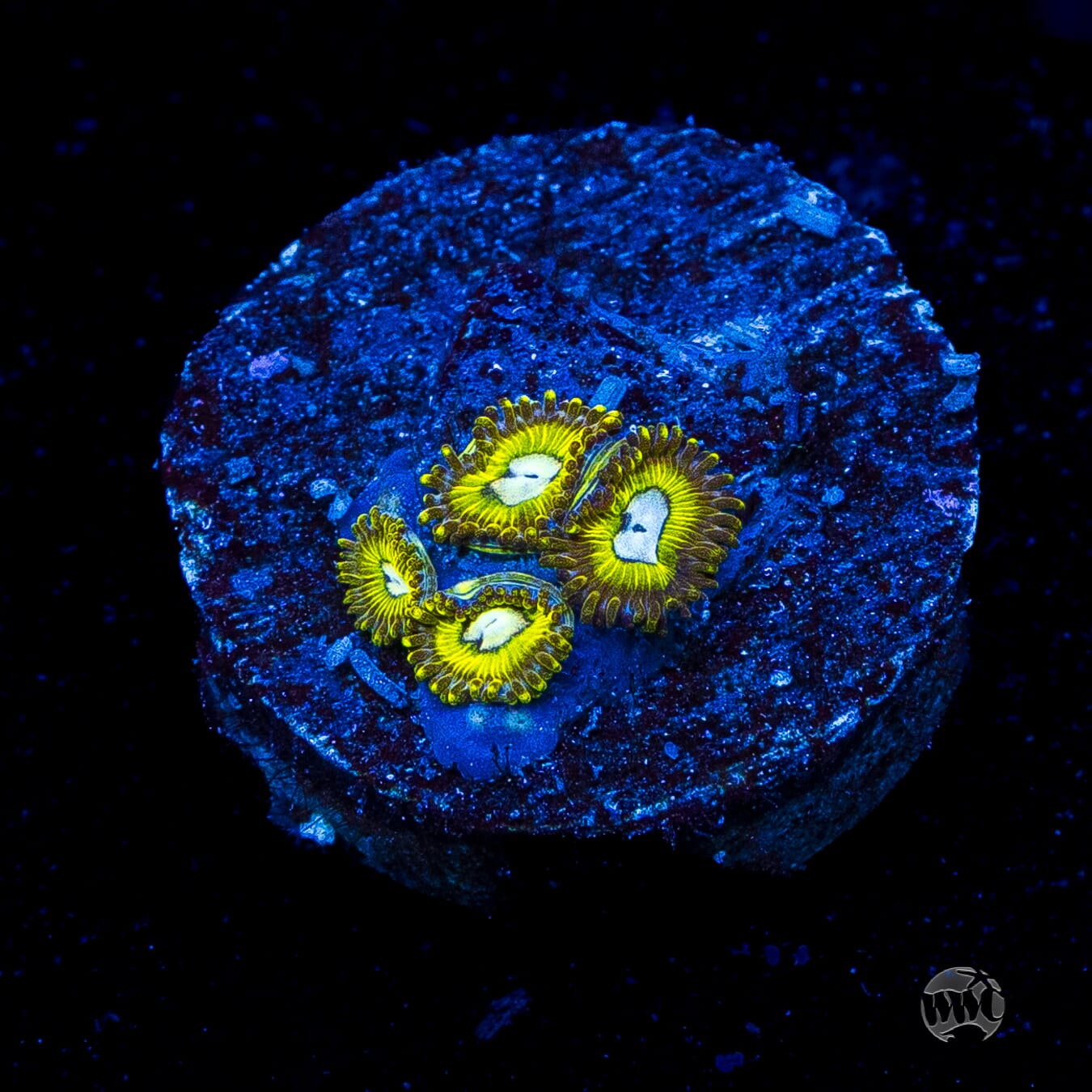 Pikachuz Zoanthids