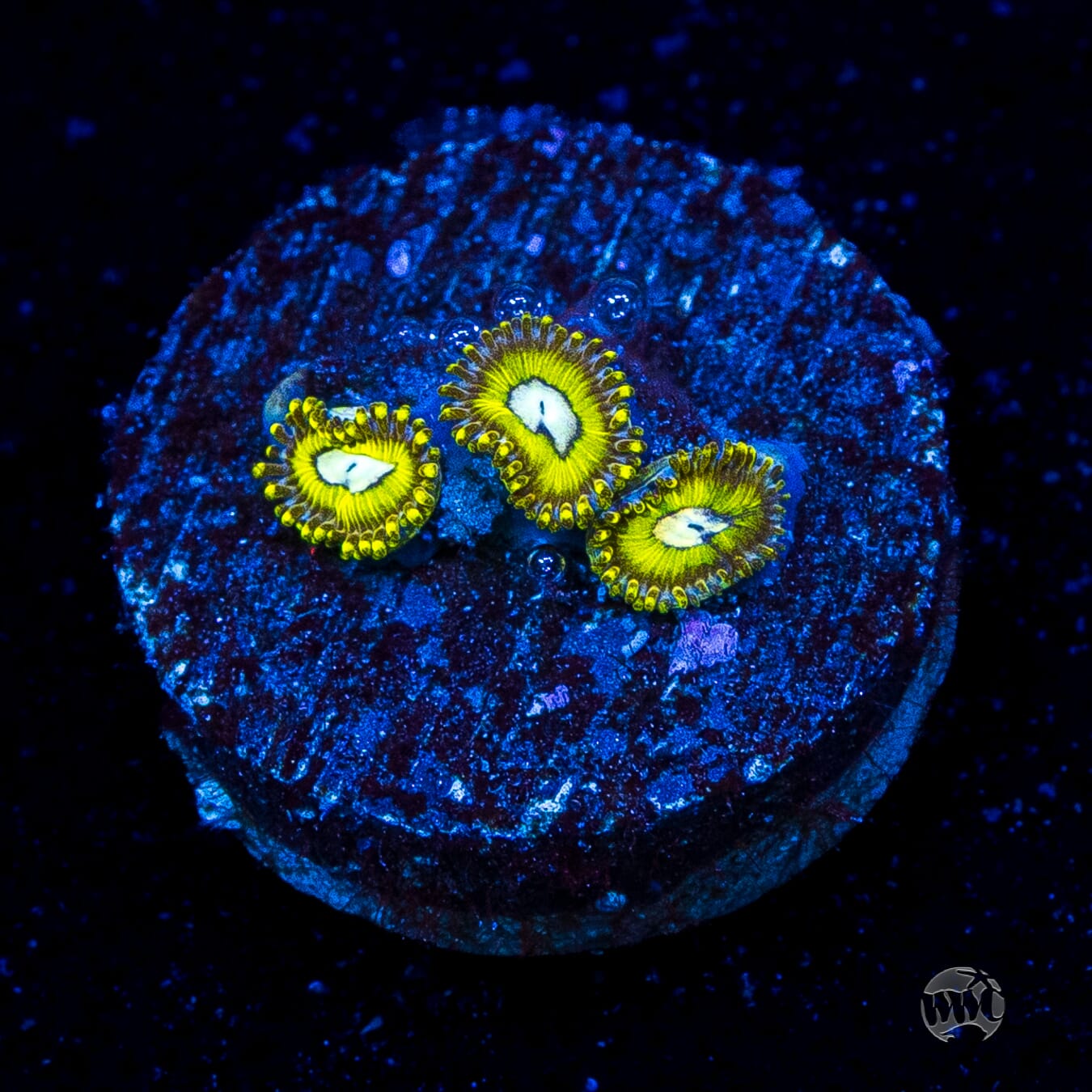 Pikachuz Zoanthids