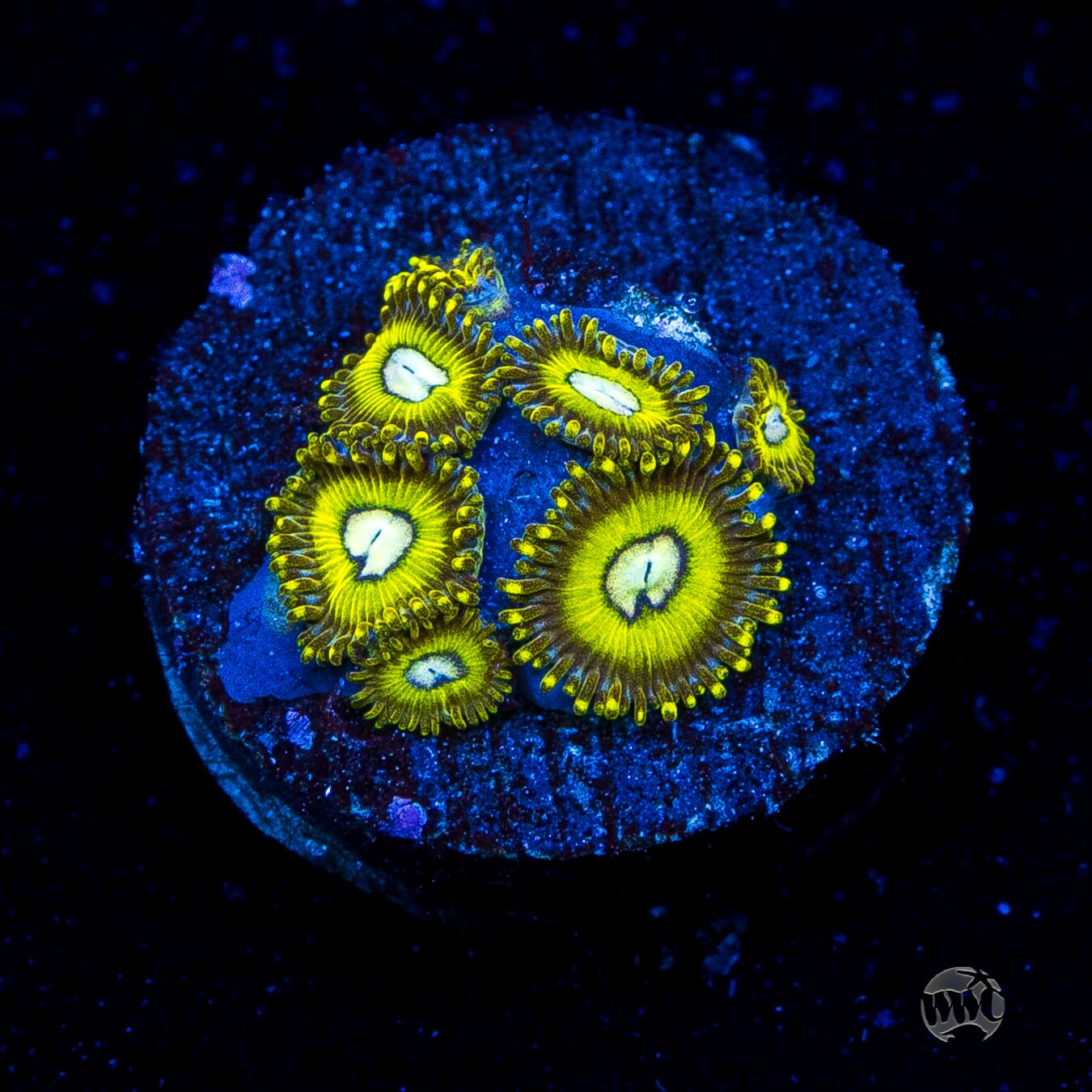 Pikachuz Zoanthids