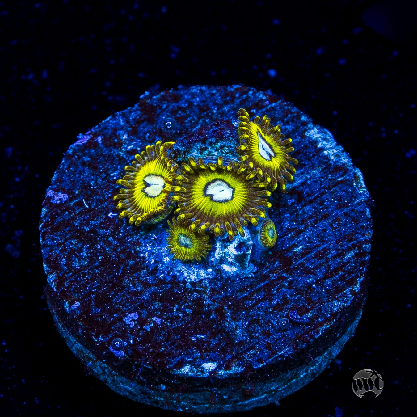 Pikachuz Zoanthids