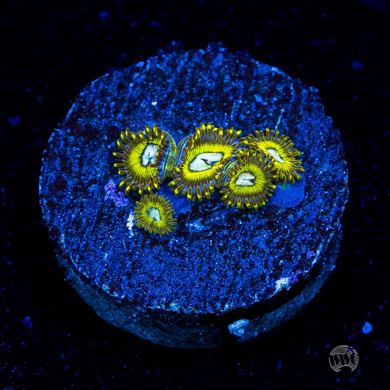 Pikachuz Zoanthids