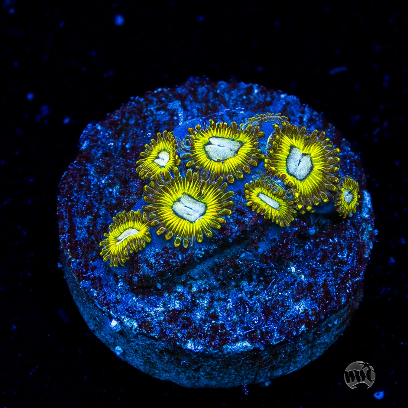 Pikachuz Zoanthids