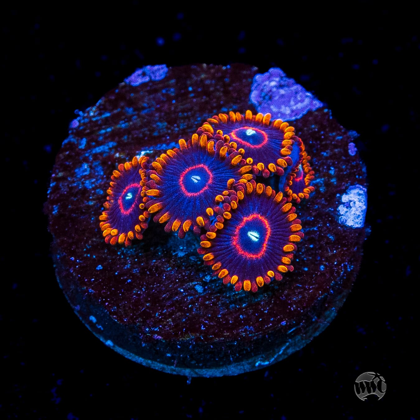 Red Hornet Zoanthids