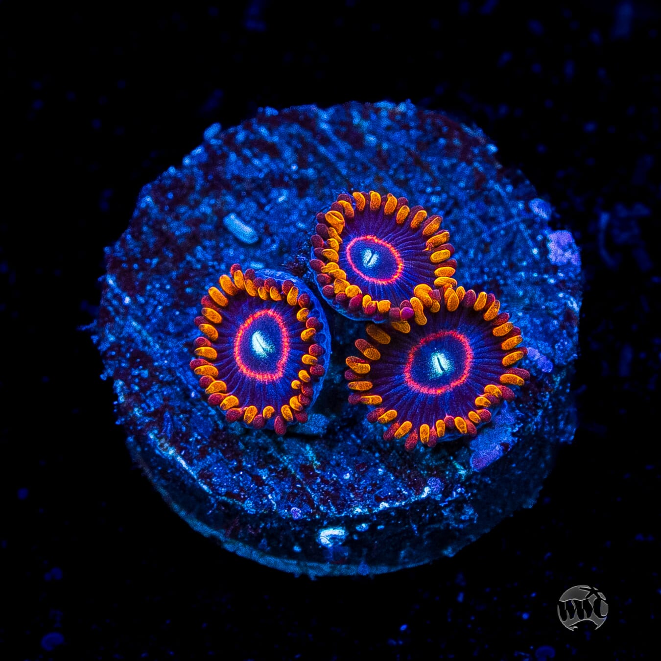Red Hornet Zoanthids