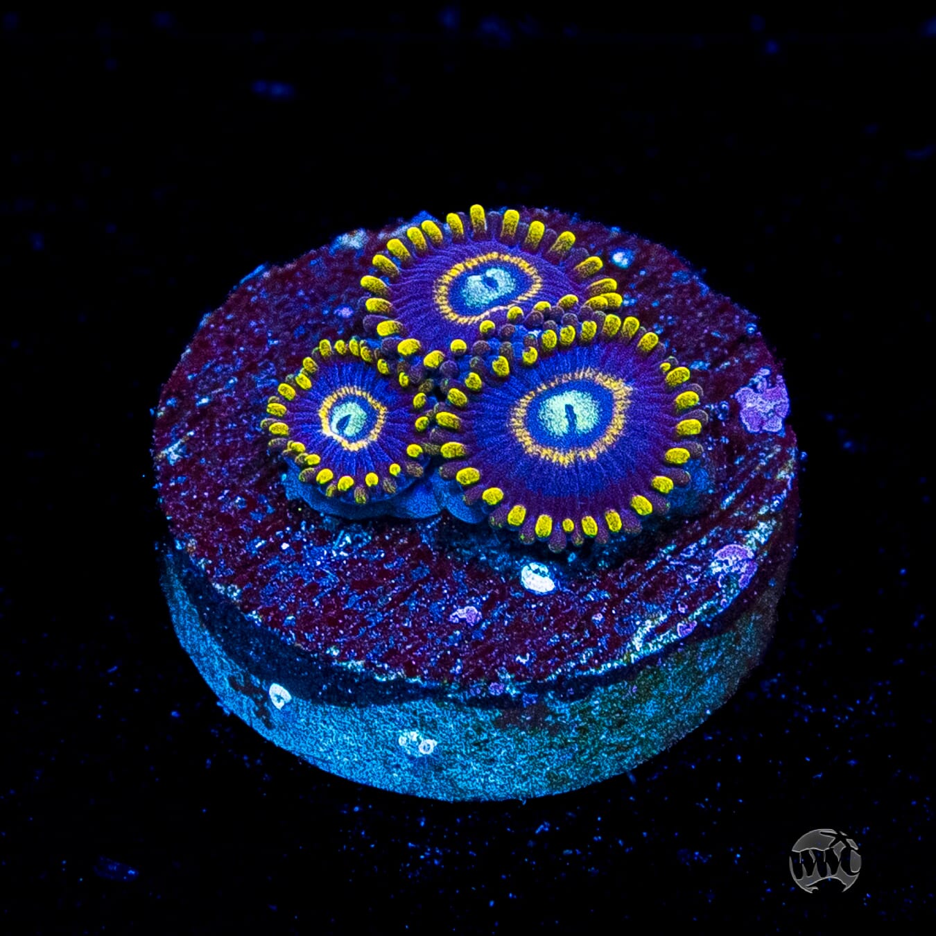 Blue Hornet Zoanthids