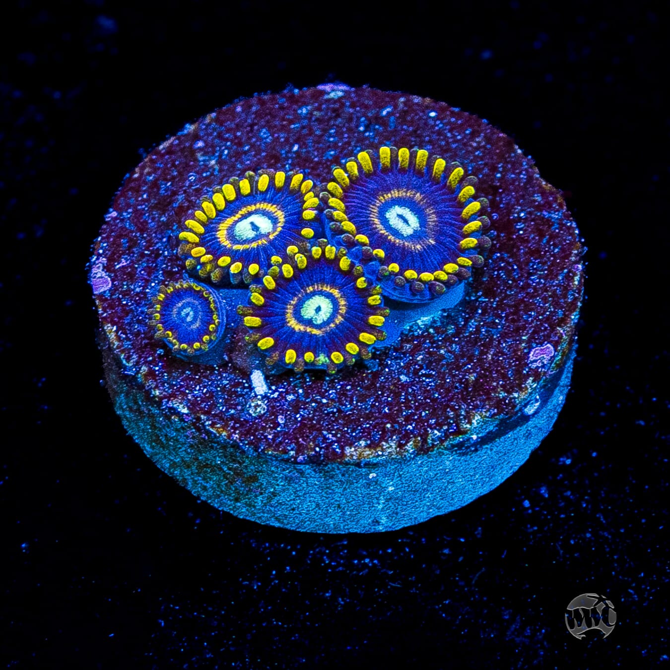 Blue Hornet Zoanthids