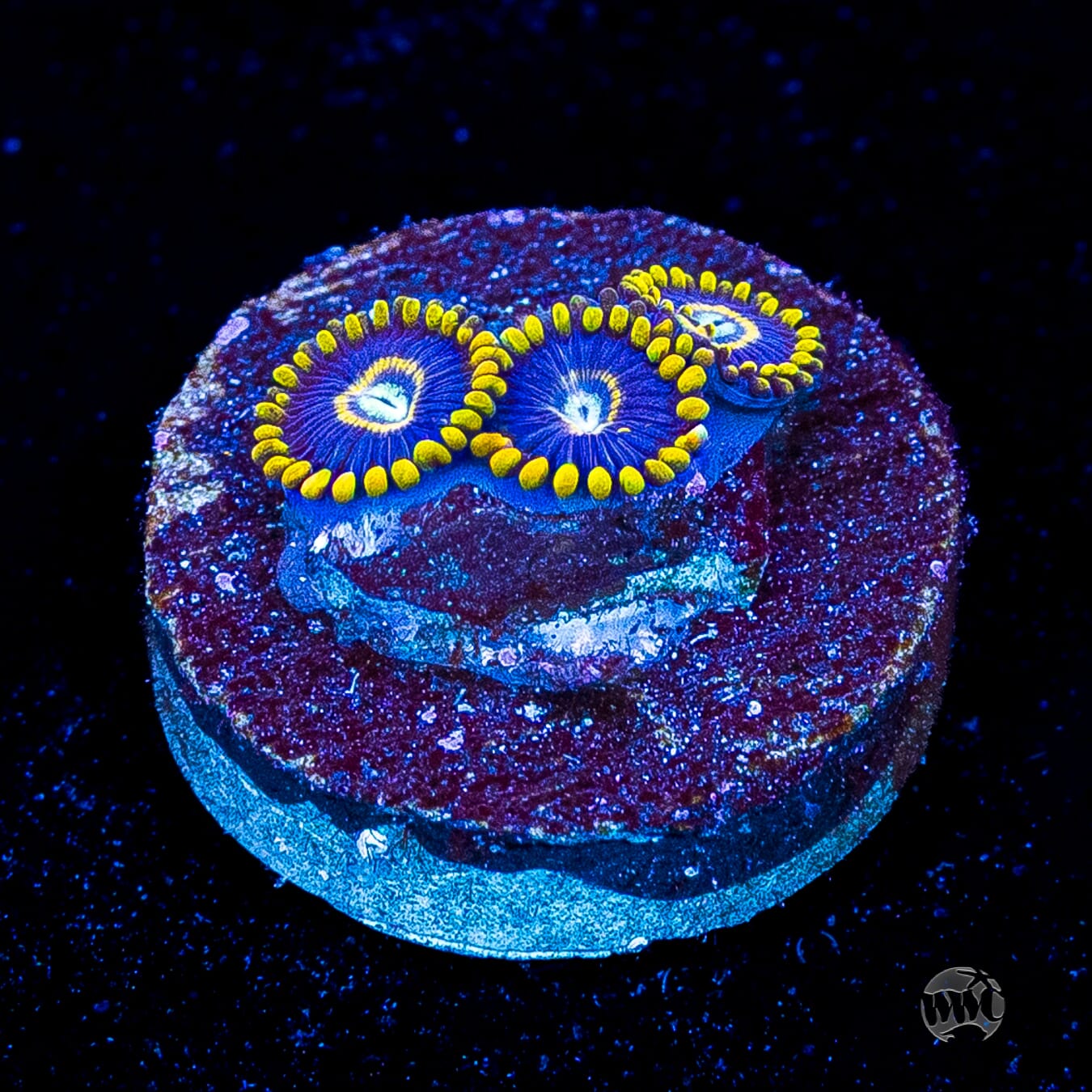 Blue Hornet Zoanthids
