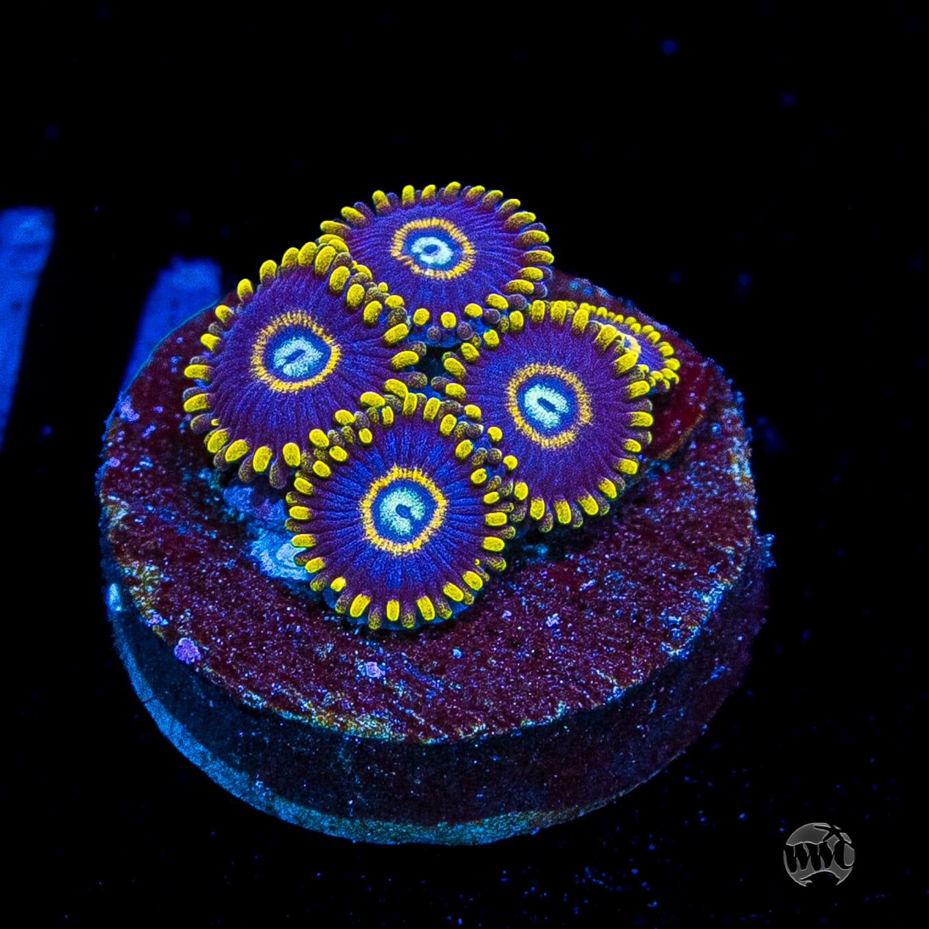 Blue Hornet Zoanthids