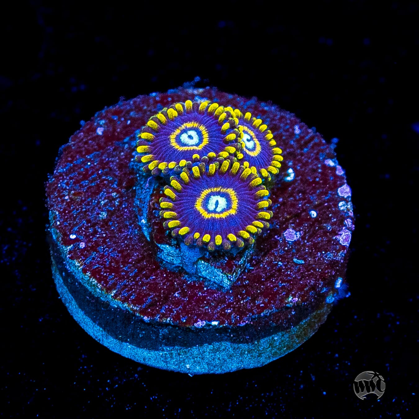 Blue Hornet Zoanthids