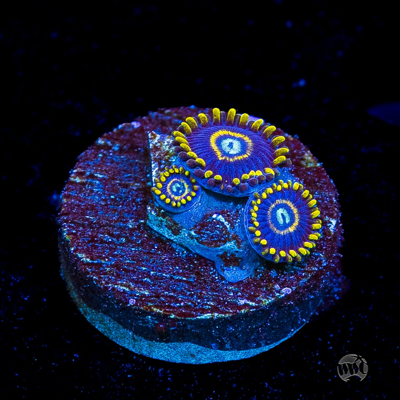 Blue Hornet Zoanthids