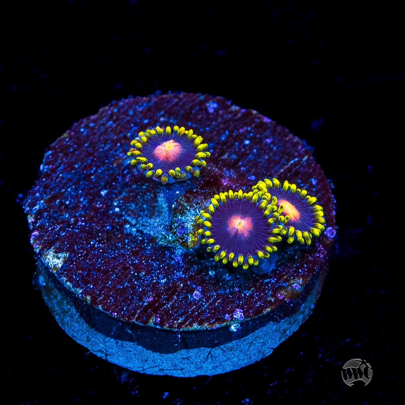 WWC Peacock Nipple Zoanthids