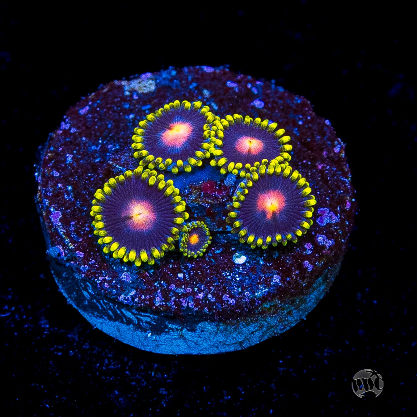 WWC Peacock Nipple Zoanthids