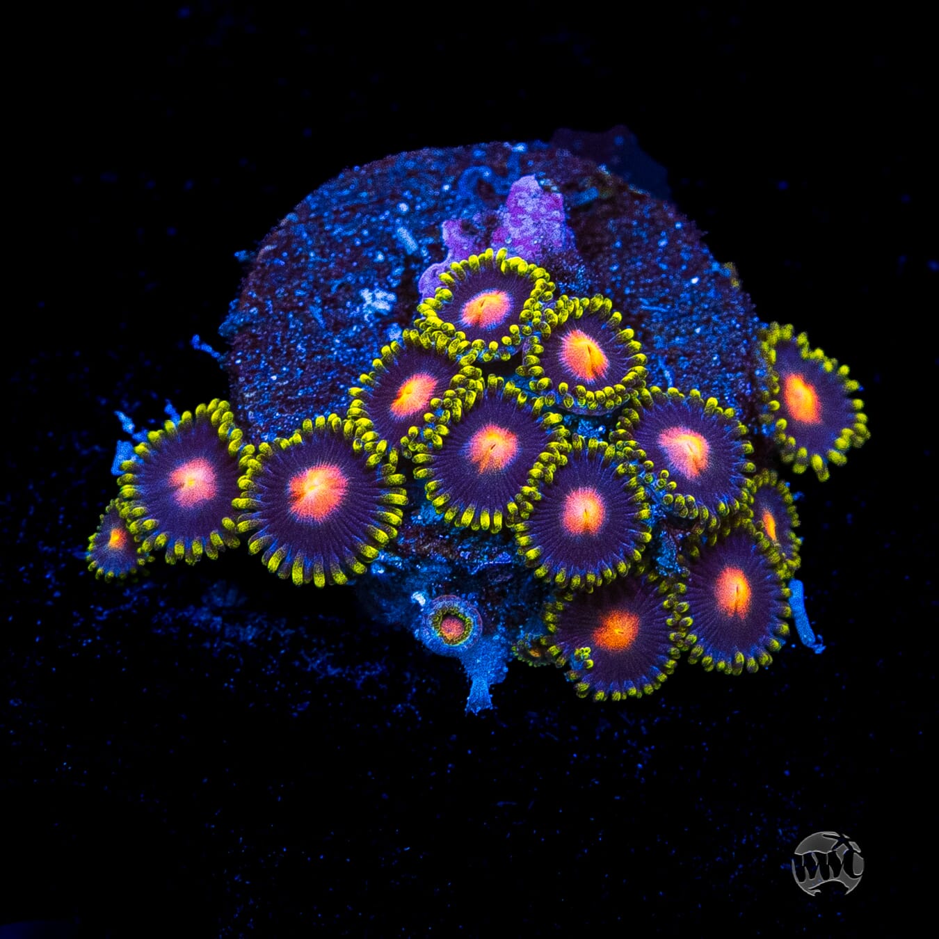 WWC Peacock Nipple Zoanthids