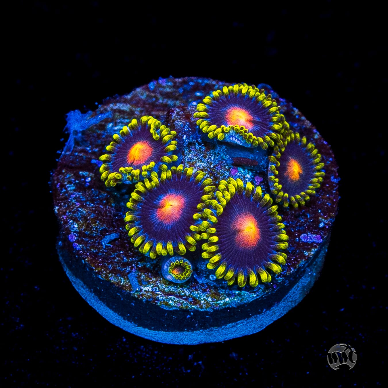 WWC Peacock Nipple Zoanthids