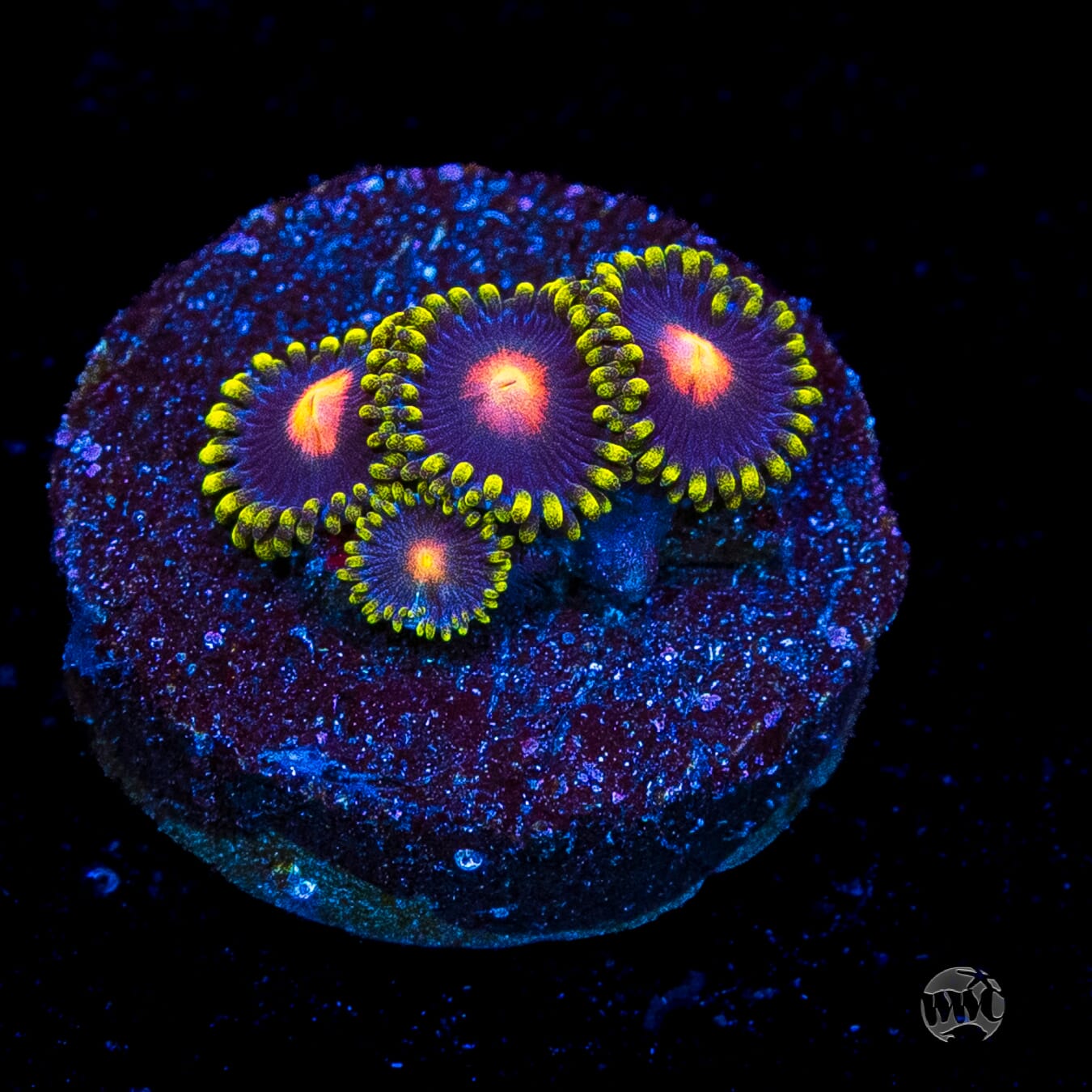 WWC Peacock Nipple Zoanthids