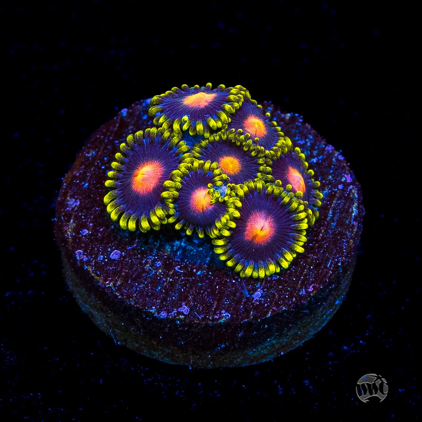 WWC Peacock Nipple Zoanthids