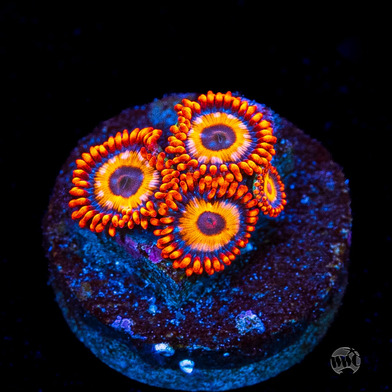 Oxide Zoanthids