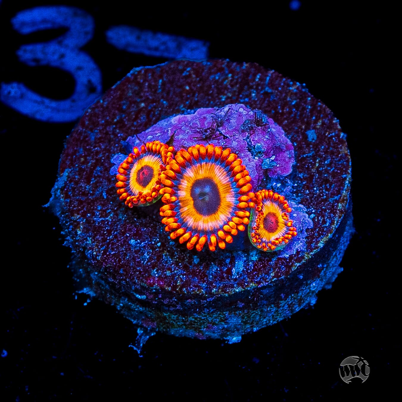 Oxide Zoanthids