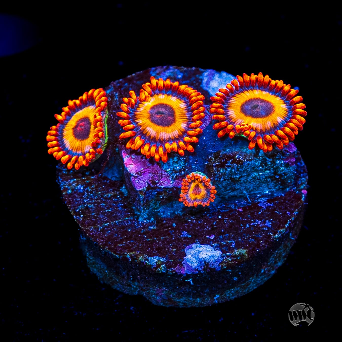 Oxide Zoanthids