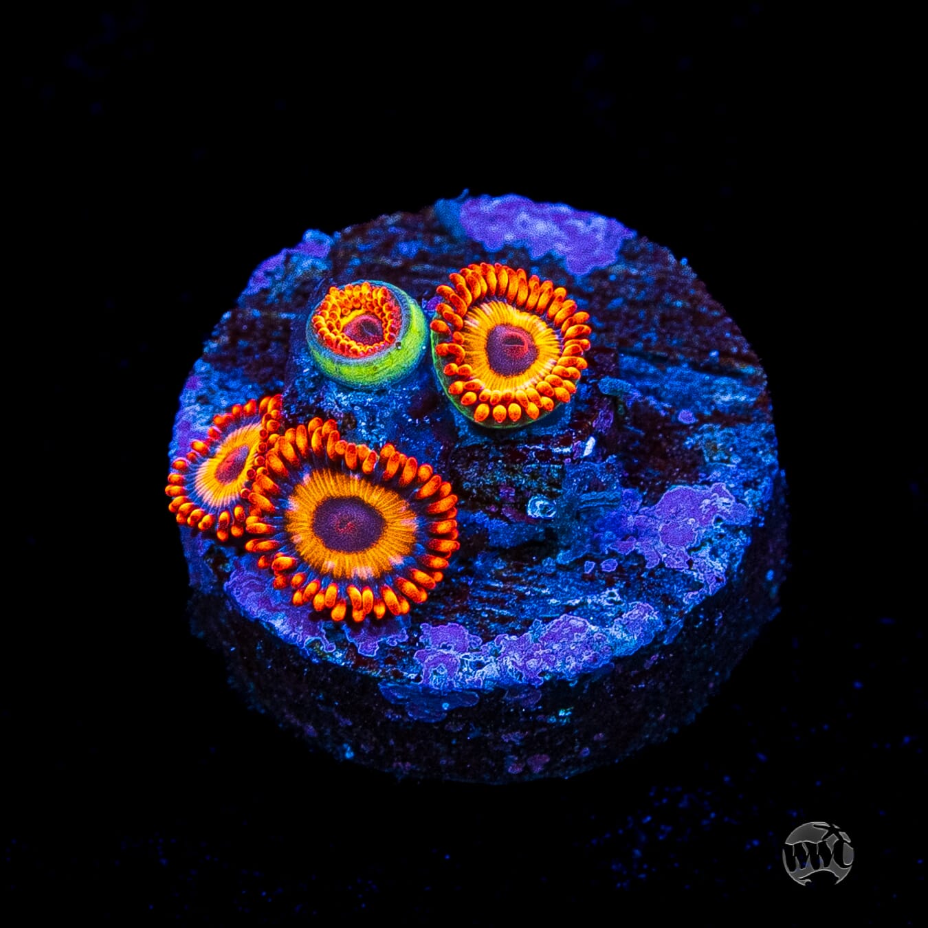 Oxide Zoanthids