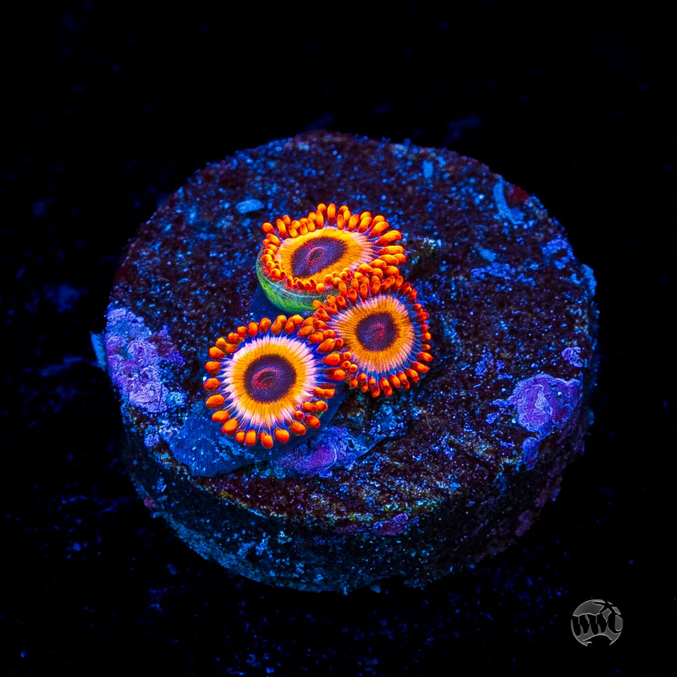 Oxide Zoanthids