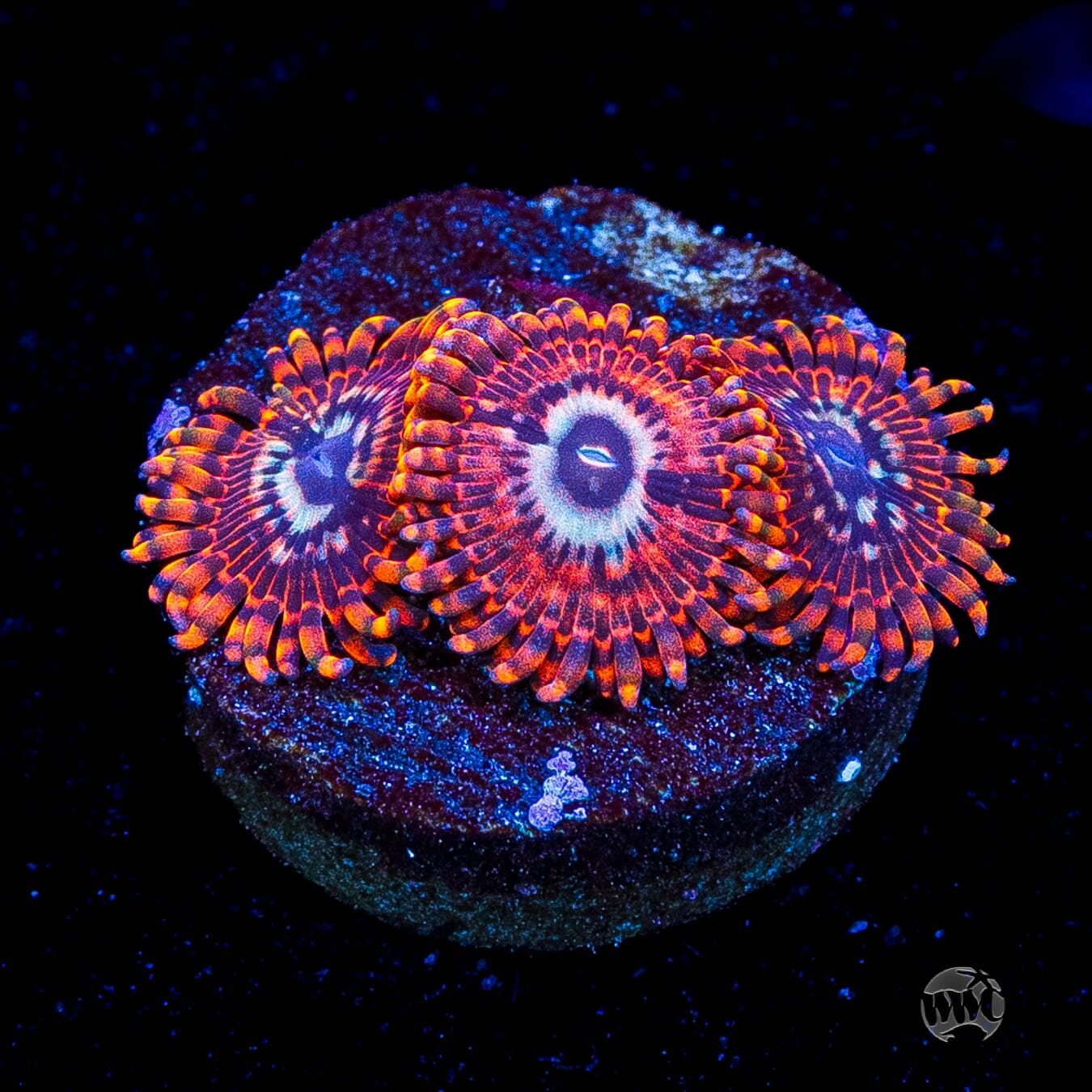 Utter Peace Zoanthids