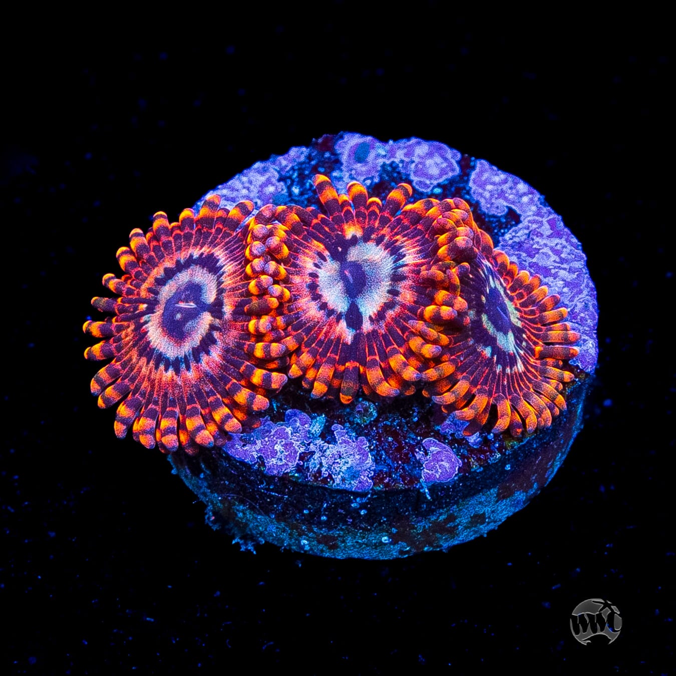 Utter Peace Zoanthids