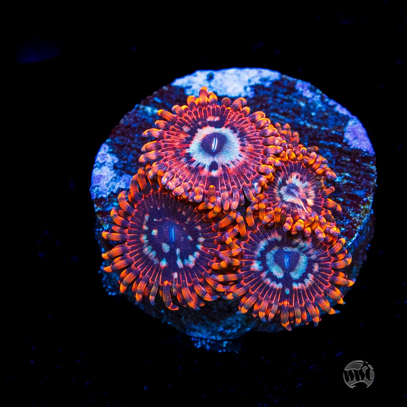 Utter Peace Zoanthids