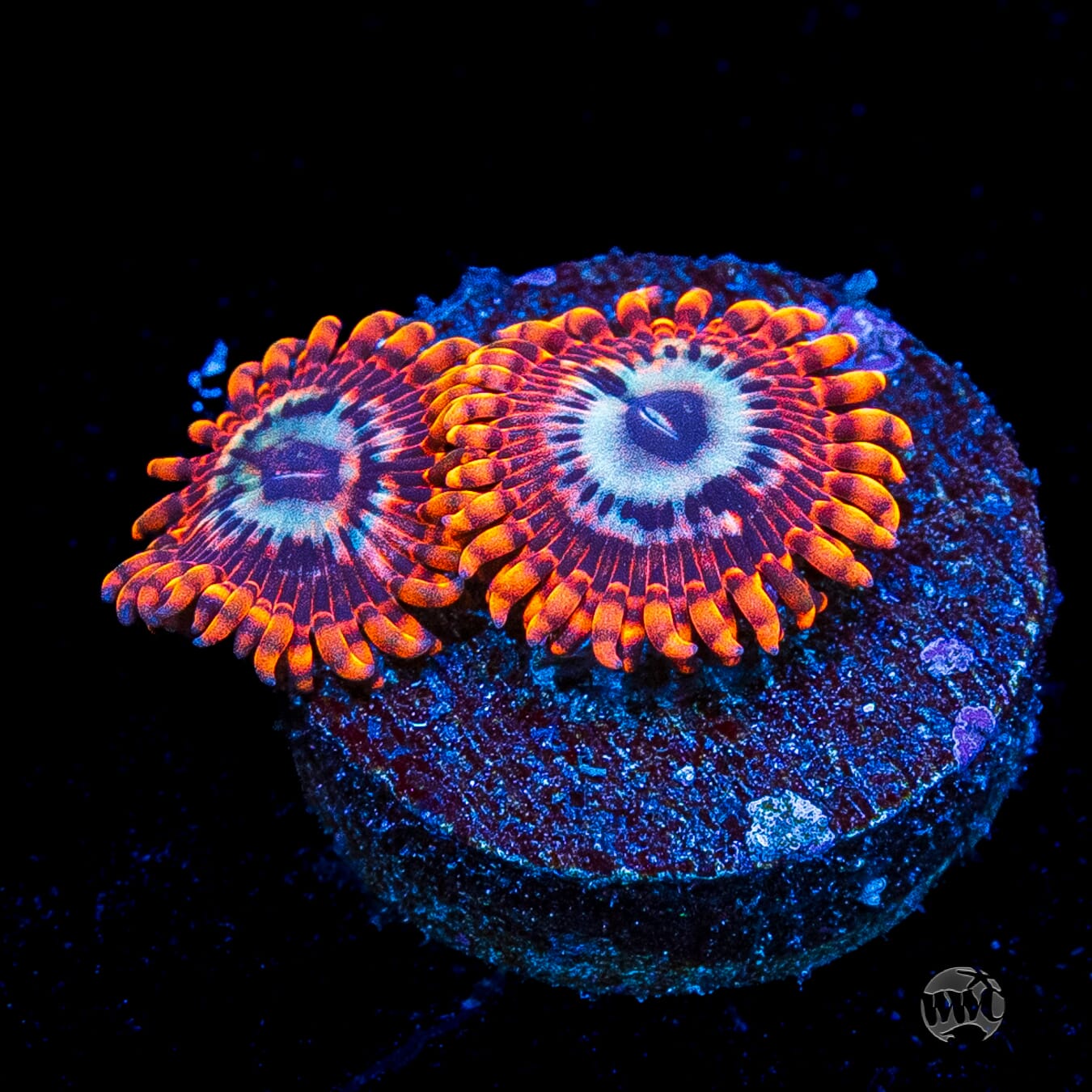 Utter Peace Zoanthids