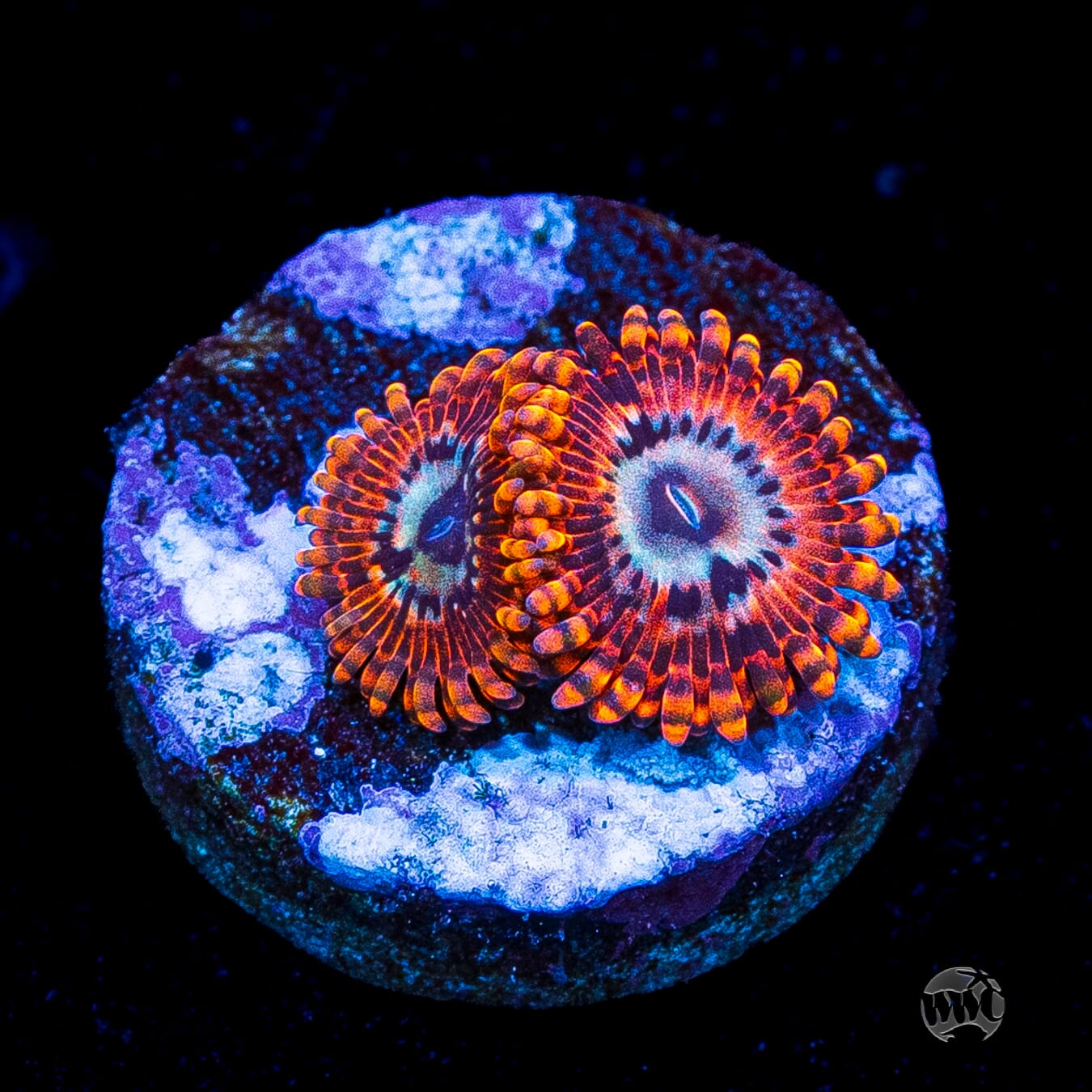 Utter Peace Zoanthids