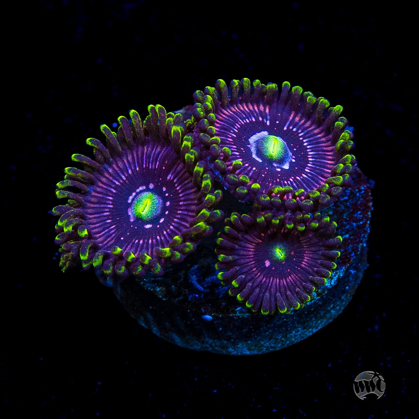 WWC Black Orchid Zoanthids