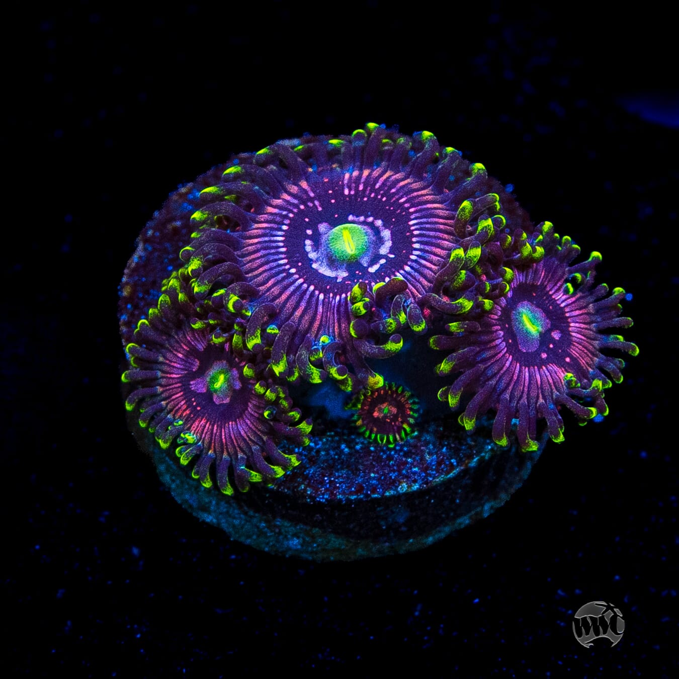 WWC Black Orchid Zoanthids