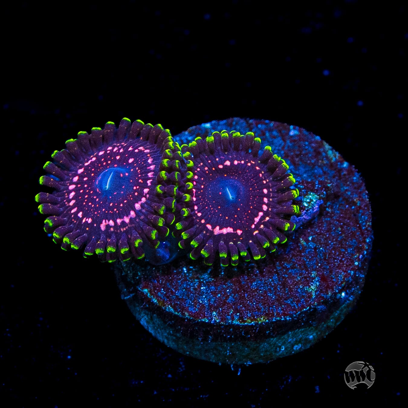 WWC Taser Zoanthids