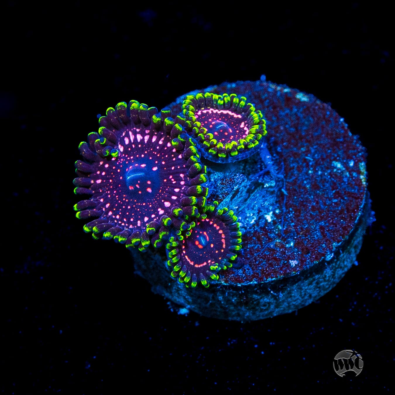 WWC Taser Zoanthids