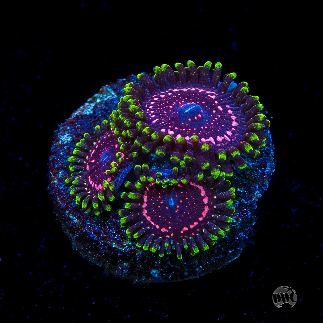WWC Taser Zoanthids