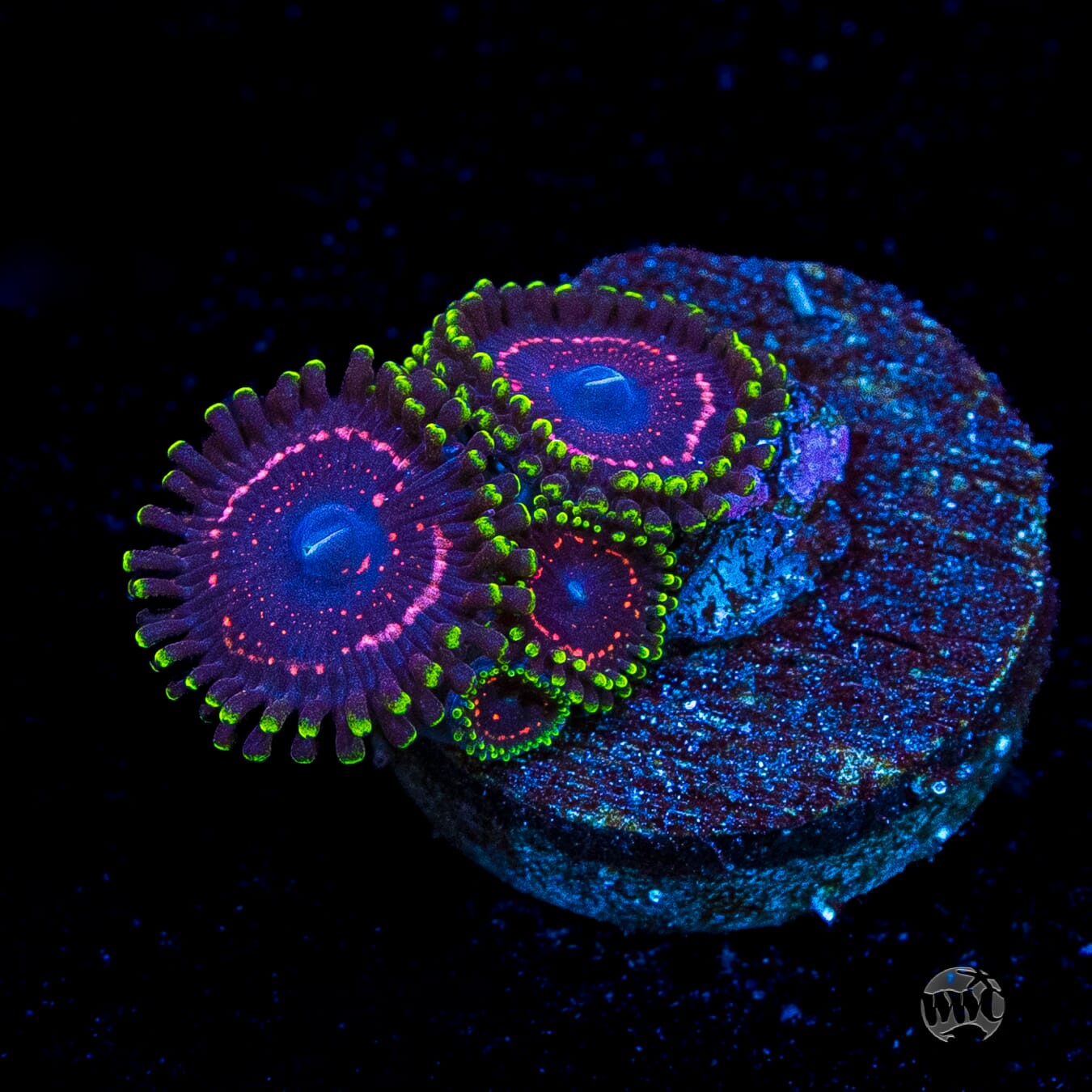 WWC Taser Zoanthids