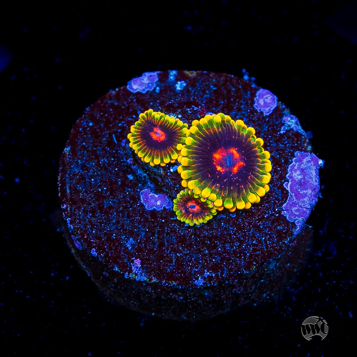 Mind Trick Zoanthids
